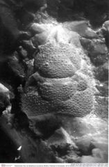 Historisches Foto von Bullariscus arcuotorus (Robins, Feldmann & Schweitzer, 2013) (NHMW-AFW-GEO-BACHMAYER-FOTO-1990-0041-0456)